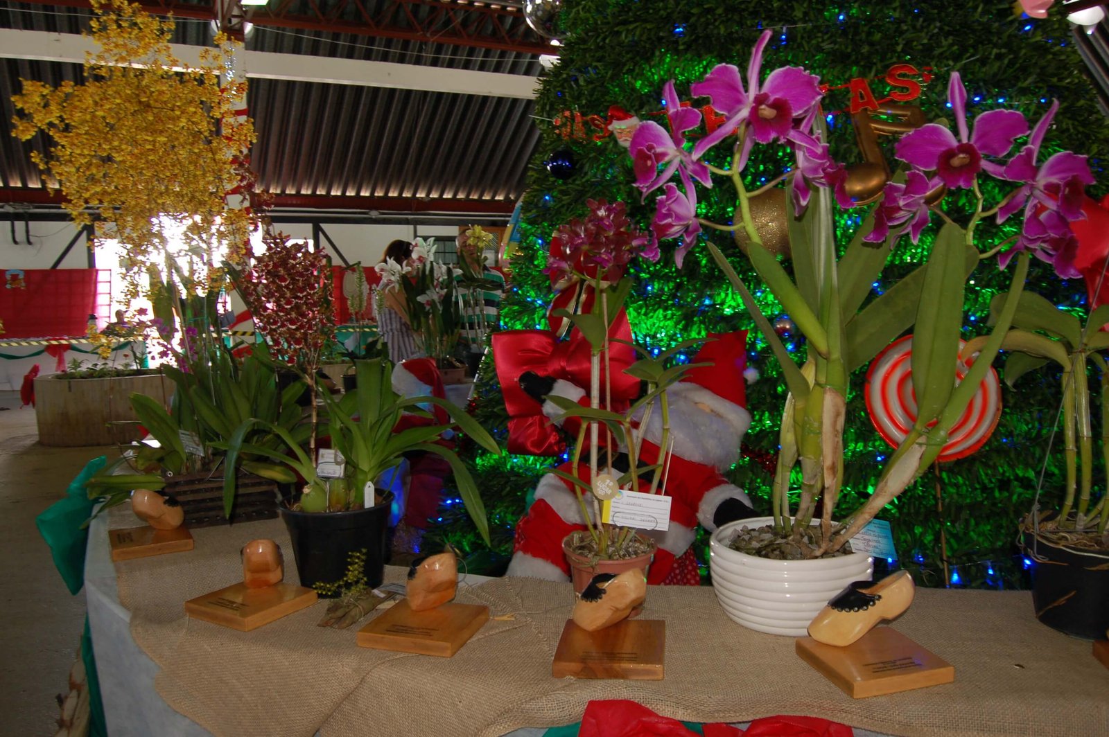 Aluna de Toledo participa de feira científica de Londres com pesquisa de  germinação de orquídeas