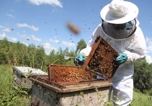 Apesar da crise no setor, Celso Borba (48) manteve a produção de 500 colmeias de abelhas africanizadas (Foto: Frederico Sehn)