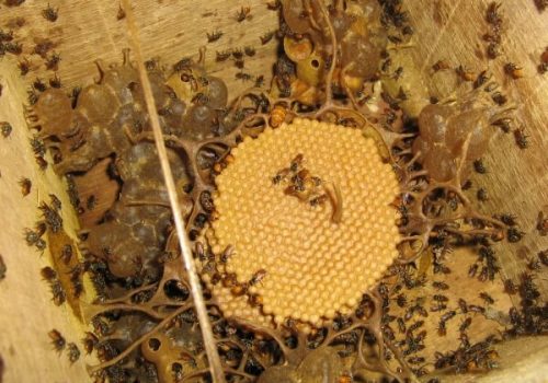 Abelhas nativas produzem mel e polinizam as plantas (Foto: Deolí Gräff)