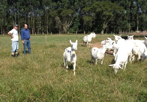 Parceria com Prefeitura ajuda pecuarista a adequar propriedade e aumentar produção (Foto: Juliano Kern)