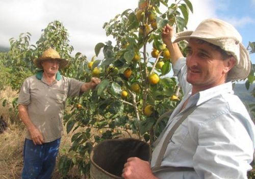 Diversificação: Família Boni mostra-se satisfeita com os resultados conseguidos com o cultivo de caqui (Foto: Celso Carlos Prediger)