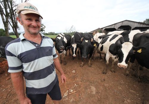 Com 25 vacas, a criação de Décio produz, em média, 12 mil litros por mês (Foto: Renan Silva)