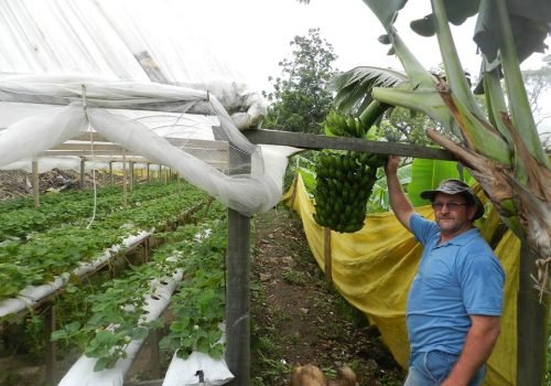 Luiz cultiva, também, banana-da-terra (Foto: Deolí Gräff)