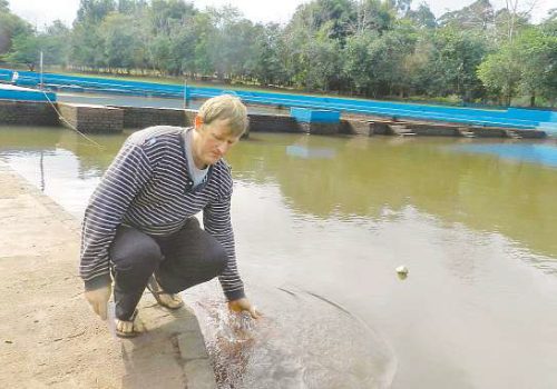 Com três açudes que somam 10 mil metros quadrados, Mallmann engorda um lote de 1,3 mil peixes por ano (Foto: Deolí Gräff)
