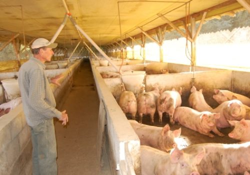 Município possui 26 suinocultores (Foto: Luise Tombini)