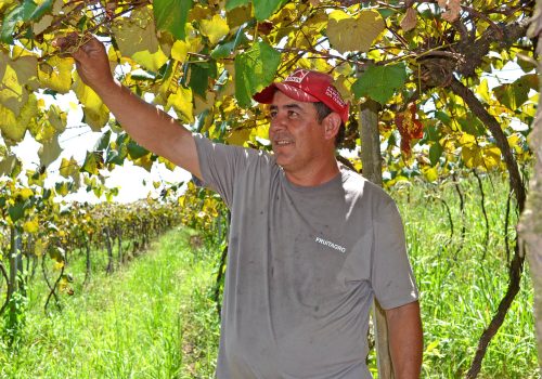 Nilson da Silva Pedroso pretende alcançar produção de 200 toneladas da fruta nesta safra (Foto: Juliano Kern)