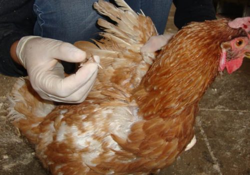 Ácaros infestam galinhas confinadas, vivendo sobre as penas e o corpo delas (Foto: Divulgação)