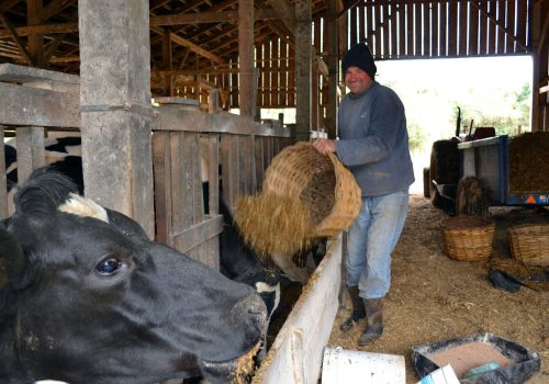 Criador de vacas leiteiras, Weber usará o auxílio para desenvolver pastagens de verão (Foto: Rafael Simonis)