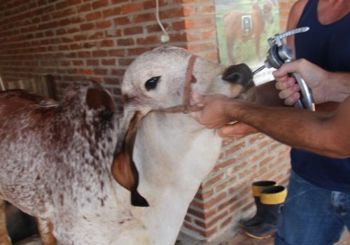 Segunda etapa: roteiro de everminação será mantido em setembro e outubro (Foto: Jéssica Taís Scheeren)