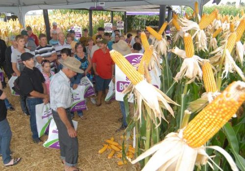 Evento promovido pela Afubra concentra o melhor da agricultura familiar em Rio Pardo (Foto: Diuvlgação)