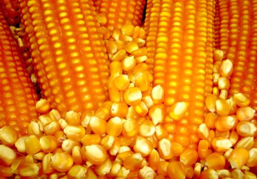 Produtores rurais de Estrela têm até o dia 25 de novembro para solicitar os grãos. A quantidade é limitada (Foto: Divulgação)