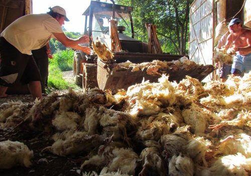 Em fevereiro deste ano, 500 mil frangos morreram na região após cortes no abastecimento (Foto: Arquivo A Hora)