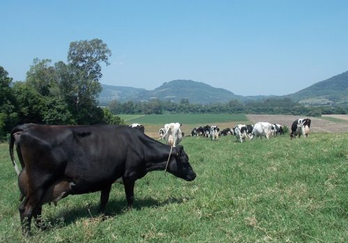 Produção leiteira em destaque no município (Foto: Maica Viviane Gebing)