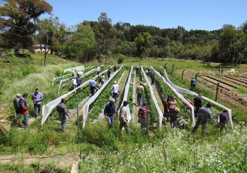 Treinamento é oferecido pela Emater/RS-Acar e Articulação em Agroecologia no Vale do Taquari (Foto: Tiago Bald)