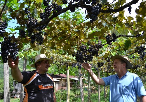 Apesar da oferta menor neste ciclo, Emater destaca a boa qualidade da uva (Foto: Giovane Weber)