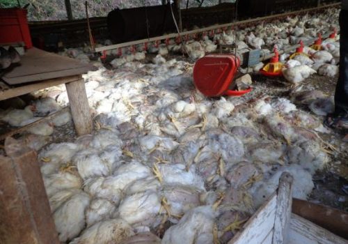 Aves afetadas pelo calor na localidade de Paredão estavam prontas para o abate (Foto: Divulgação)