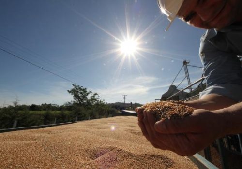 Com a chegada de uma carga de trigo, começa a avaliação da qualidade do produto (Foto: Frederico Sehn)