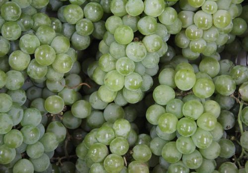 Produção da fruta requer clima seco. Nesta safra, uva está menos doce (Foto: Frederico Sehn)